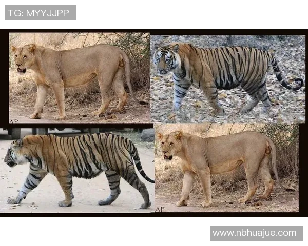 足球明星打架实力对比谁才是真正的拳王与球场之王